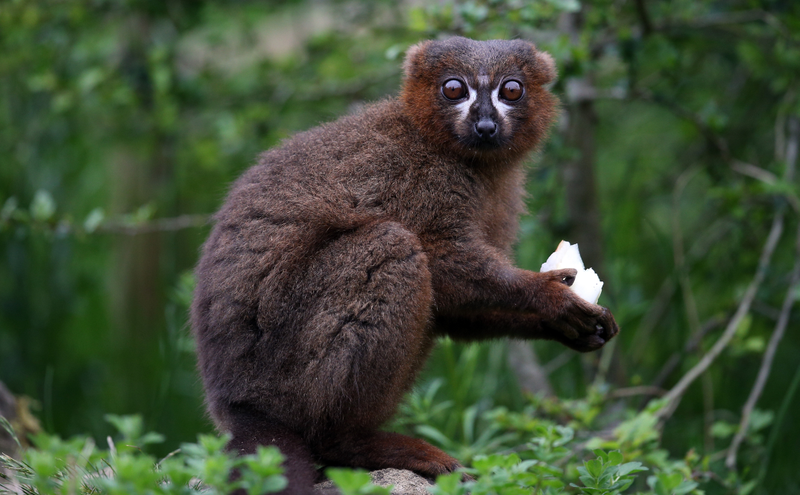Look at this mongoose lemur. :(